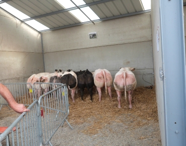 Concours BBB de FJA de Philippeville - Août 2015